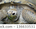 Close-up of a tortoise's face eating grass 136633531