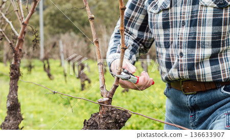 Farmer pruning the vine in winter. Agriculture. 136633907