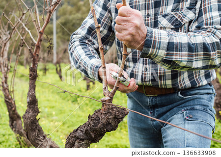 Farmer pruning the vine in winter. Agriculture. Farmer pruning the vine in winter. Agriculture. 136633908