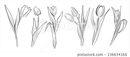 Set of linear drawings of tulip flowers. Minimalistic illustration. Set of linear drawings of tulip flowers. Minimalistic illustration. 136634168