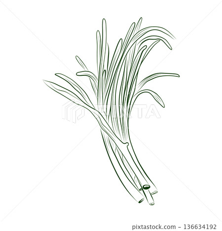 Line drawing of a green onion plant. Minimalistic illustration. 136634192