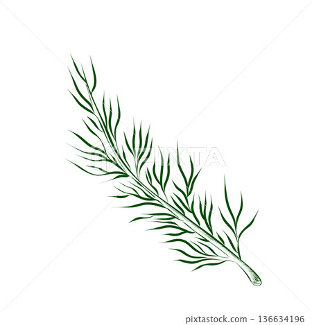 Outline drawing of a spice plant. Minimalistic illustration. Outline drawing of a spice plant. Minimalistic illustration. 136634196