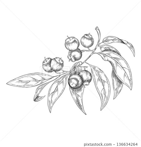 Sandalwood branch with leaves and berries, monochrome hand sketch. Sandalwood branch with leaves and berries, monochrome hand sketch. 136634264