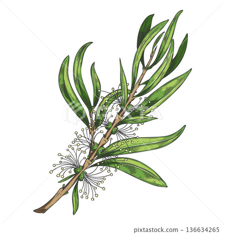 Watercolor tea tree branch with leaves and flowers, Melaleuca, hand-drawn sketch in color. Watercolor tea tree branch with leaves and flowers, Melaleuca, hand-drawn sketch in color. 136634265