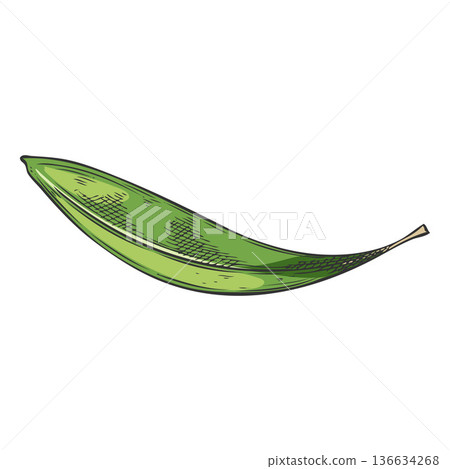 Black and white hand-drawn sketch of a tea tree leaf, tropical plant. 136634268