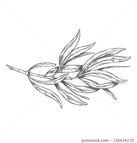 A branch with tea tree leaves, monochrome hand sketch. A branch with tea tree leaves, monochrome hand sketch. 136634270