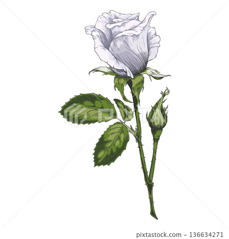 Vintage rose with a white open flower, green leaves, and a bud, hand-drawn. Vintage rose with a white open flower, green leaves, and a bud, hand-drawn. 136634271