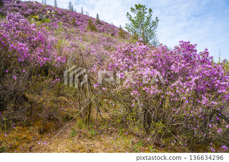 Flowering Moralnik shrub in the mountains of Chuysky Trakt Altai Russia. Native Siberian plant blooming in mountain landscape. Flowering Moralnik shrub in the mountains of Chuysky Trakt Altai Russia. Native Siberian plant blooming in mountain landscape. 136634296