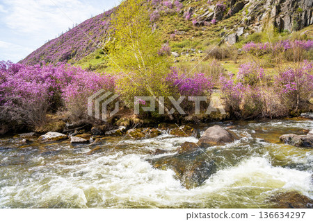 Flowering Moralnik shrub on mountain riverbank in Chuysky Trakt Altai Russia. Siberian plant thriving near freshwater stream in wild landscape. 136634297