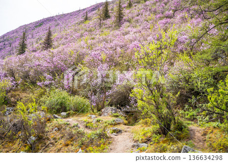 Flowering Moralnik shrub in the mountains of Chuysky Trakt Altai Russia. Native Siberian plant blooming in mountain landscape. Flowering Moralnik shrub in the mountains of Chuysky Trakt Altai Russia. Native Siberian plant blooming in mountain landscape. 136634298