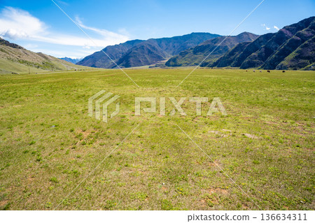 Vast endless meadow with mountains in the background near Chuysky Trakt Altai Russia. Expansive natural grassland in Siberian mountain region. Vast endless meadow with mountains in the background near Chuysky Trakt Altai Russia. Expansive natural grassland in Siberian mountain region. 136634311