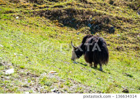 Wild Yak grazing on green spring meadow in Altai mountains Russia. Majestic animal in natural Siberian mountain landscape Wild Yak grazing on green spring meadow in Altai mountains Russia. Majestic animal in natural Siberian mountain landscape 136634314