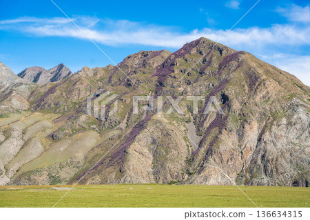 Mountains of Chuysky Trakt covered with blooming rhododendron Altai Russia. Vibrant spring Siberian alpine flora in natural mountain landscape 136634315