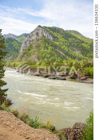 Katun river in spring surrounded by Altai mountains in Russia. Melting waters and awakening nature create vibrant seasonal landscape. 136634330