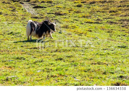 Wild Yak grazing on green spring meadow in Altai mountains Russia. Majestic animal in natural Siberian mountain landscape 136634338