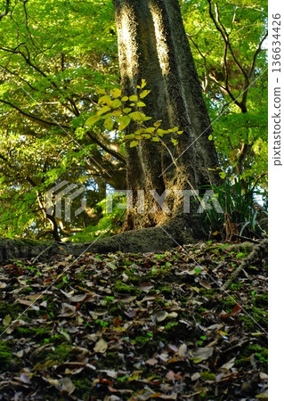 Sunlight filtering through the huge trees and mossy ground Sunlight filtering through the huge trees and mossy ground 136634426