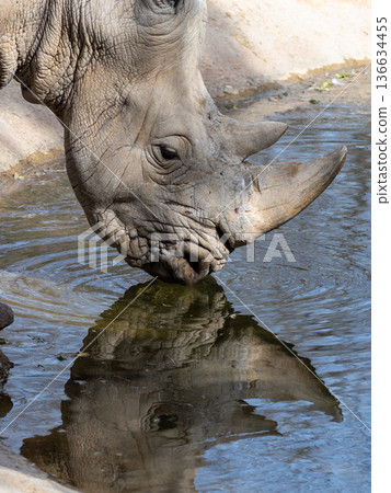 Southern white rhinoceros drinking from a water hole in sunlight 136634455