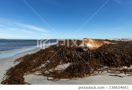 Large male Southern Elephant seal resting on kelp beach in Falkland Islands 136634661