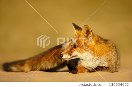 Captivating Red fox Portrait in Dutch dunes during warm evening light 136634662