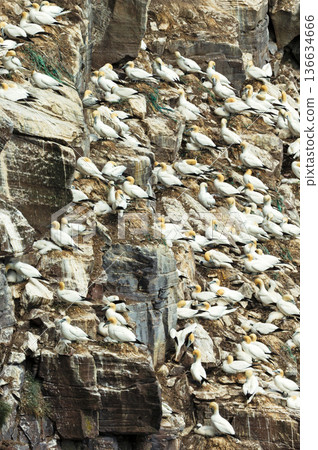 Northern gannet colony on rocky cliff Northern gannet colony on rocky cliff 136634666