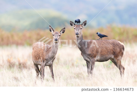 Red deer hind and her calf in meadow with jackdaw birds Red deer hind and her calf in meadow with jackdaw birds 136634673