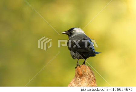 Portrait of Western jackdaw perched on tree stump 136634675