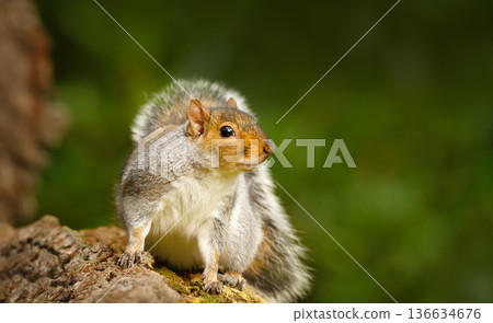 Portrait of a cute curious grey squirrel standing on tree branch Portrait of a cute curious grey squirrel standing on tree branch 136634676