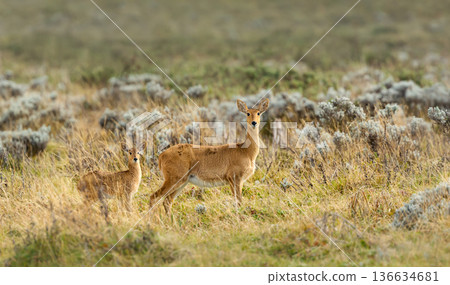 Female Bohor reedbuck and calf in Bale Mountains, Ethiopia Female Bohor reedbuck and calf in Bale Mountains, Ethiopia 136634681