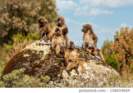 Gelada baboon family group on rock in Simien Mountains, Ethiopia Gelada baboon family group on rock in Simien Mountains, Ethiopia 136634684