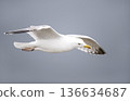 Herring gull in flight against overcast sky 136634687