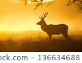 Silhouette of Red deer stag standing in a meadow against golden, misty sunrise in autumn 136634688