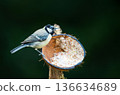 Great tit chick feeding from suet filled coconut bird feeder in garden 136634689