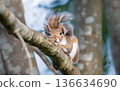 Portrait of a cute curious grey squirrel standing on tree branch 136634690