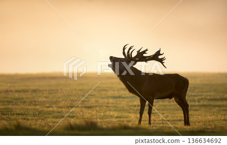 Silhouette of red deer stag roaring in misty field at golden sunrise 136634692