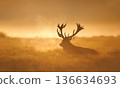 Silhouette of Red deer stag resting in a meadow against golden, misty sunrise in autumn 136634693