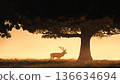 Red deer stag silhouette at misty sunrise 136634694