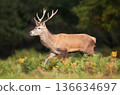 Red deer stag walking in meadow ferns 136634697