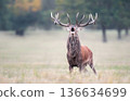 Portrait of Red deer stag roaring during rutting season in autumn 136634699