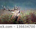 Red deer stag roaring during autumn rut in ferns 136634700