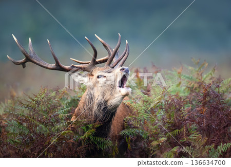 Red deer stag roaring during autumn rut in ferns 136634700