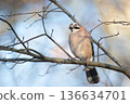 Eurasian jay perched on bare winter branch in UK woodland 136634701