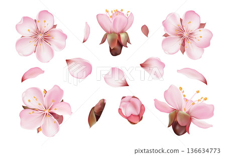 Sakura Blossom Flower Set Sakura Blossom Flower Set 136634773