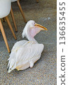 Pelican beside cafe chairs its yellow bill and throat pouch catching the light. 136635455