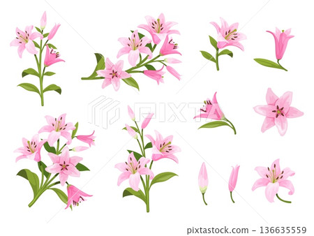 Cartoon pink lilies. Lily pink flower on green stem branch, lilium garden flowers arrangements wedding bouquet spring floral decoration isolated bloom bud, neat vector illustration 136635559