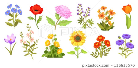 Cartoon wildflowers. Field and garden flowers stem, spring meadow wild flower floral collection sunflower chrysanthemum marigold poppies plant decoration, neat vector illustration 136635570