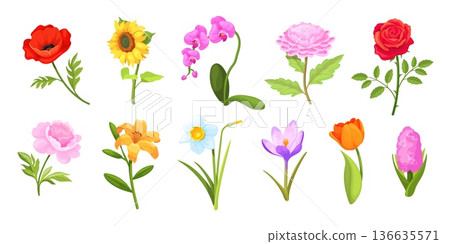 Cartoon flower arrangement. Cute spring blooming flowers stem leaves foliage, floral set for bouquet bunch wedding decoration woman gift, blossom plant neat vector illustration 136635571