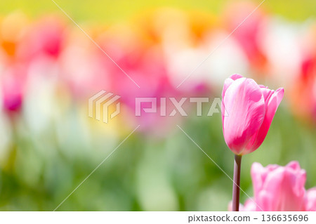 粉紅色的鬱金香在春風中搖曳 136635696