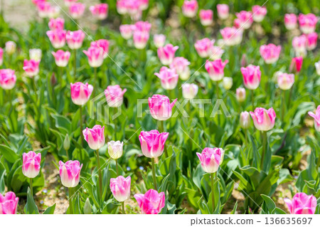 盛開的粉紅鬱金香花田 136635697