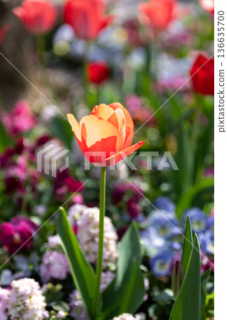 Orange tulips shining in the backlight_Vertical 136635700