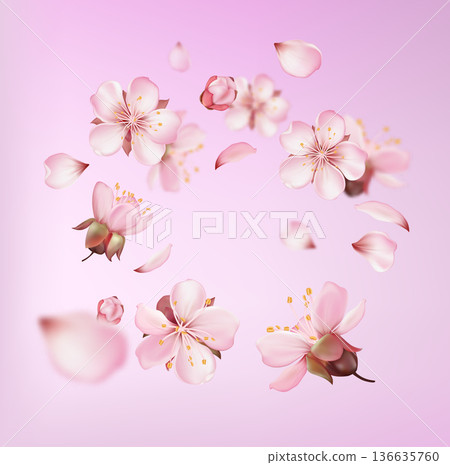 Sakura Blossom and Petal Spring Composition 136635760
